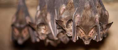 humane removal Image